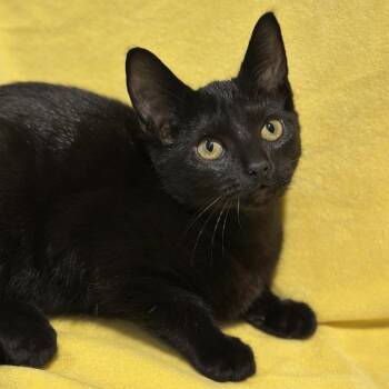 Tonks -  Domestic Short Hair Cat for Adoption in Matteson, Illinois - Tonks | PetCurious