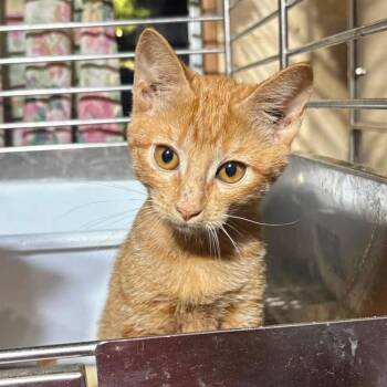 Aladdin -  Domestic Short Hair Cat for Adoption in Caldwell, Texas - Aladdin | PetCurious