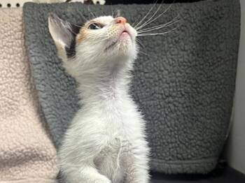 Furiosa -  Domestic Short Hair Cat for Adoption in Portland, Oregon - Furiosa | PetCurious