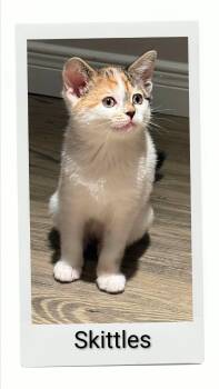 Skittles -  Domestic Short Hair Cat for Adoption in Caistor Centre, Ontario - Skittles | PetCurious