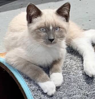Scout -  Siamese Cat for Adoption in Blaine, Minnesota - Scout | PetCurious