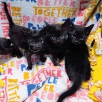Flash -  Domestic Short Hair Cat for Adoption in West Palm Beach, Florida - Flash | PetCurious