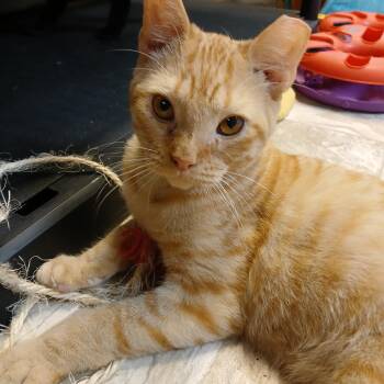 Ralph -  Domestic Short Hair and Tabby Cat for Adoption in Germansville, Pennsylvania - Ralph | PetCurious