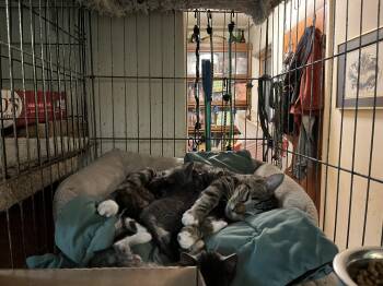 Rescue Domestic Short Hair Cats for Adoption in Mount Airy, Maryland - Leah | PetCurious