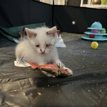 dumpling -  Domestic Short Hair Cat for Adoption - Dumpling | PetCurious