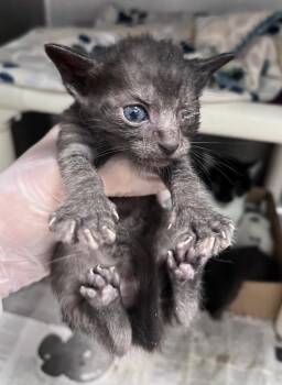 Crew Neck -  Domestic Short Hair Cat for Adoption in Cincinnati, Ohio - Crew Neck | PetCurious