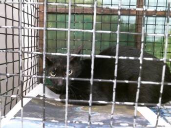 A2090666 -  Domestic Short Hair Cat for Adoption in Houston, Texas - A2090666 | PetCurious