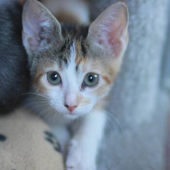 Twiggy & Goldie BONDED -  Domestic Short Hair Cat for Adoption in Boca Raton, Florida - Twiggy & Goldie BONDED | PetCurious