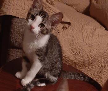 Cutie Pie -  Tabby Cat for Adoption in Redlands, California - Cutie Pie | PetCurious