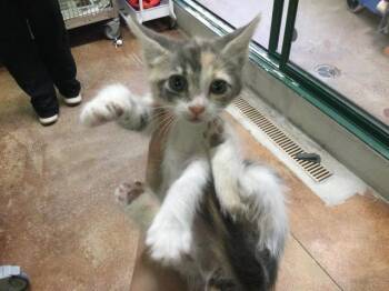 A1921719 -  Domestic Short Hair Cat for Adoption in Thousand Palms, California - A1921719 | PetCurious
