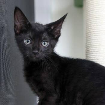 Minnie -  Domestic Short Hair Cat for Adoption in Bradenton, Florida - Minnie | PetCurious