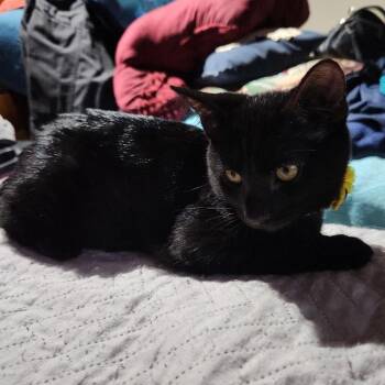 Alice - In Foster! -  Domestic Short Hair Cat for Adoption in Flagstaff, Arizona - Alice - In Foster! | PetCurious
