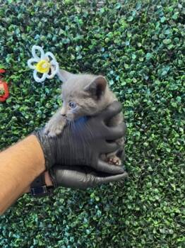 Rescue Domestic Short Hair Cats for Adoption in El Paso, Texas - 59561374 | PetCurious