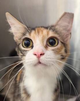 Hannah -  Domestic Medium Hair and Maine Coon Cat for Adoption in Ruskin, Florida - Hannah | PetCurious