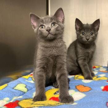 26-344 -  Domestic Short Hair and Russian Blue Cat for Adoption in North Branford, Connecticut - 26-344 | PetCurious