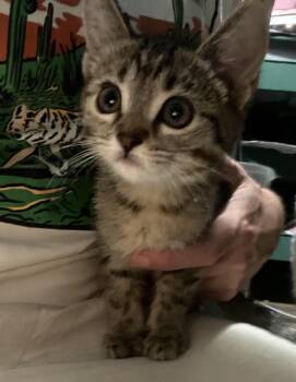 Tombstone Brown -  Domestic Short Hair Cat for Adoption in Chandler, Arizona - Tombstone Brown | PetCurious