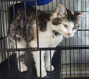 Rescue Domestic Medium Hair Cats for Adoption in Albemarle, North Carolina - Cleo | PetCurious