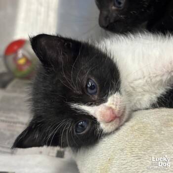 Domestic Short Hair Cats Available for Adoption in Washington, District Of Columbia - Guppy | PetCurious