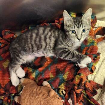 Wildwood -  Domestic Short Hair Cat Available for Adoption - Wildwood | PetCurious