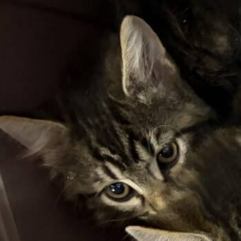 Delta -  Domestic Long Hair Cat for Adoption in Des Moines, Iowa - Delta | PetCurious