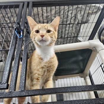 Little Bug -  Domestic Short Hair Cat for Adoption in Baltimore, Maryland - Little Bug | PetCurious