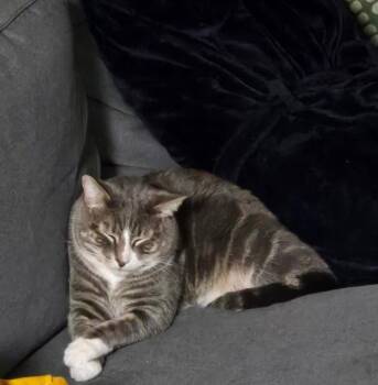 Rescue Domestic Short Hair Cats for Adoption in Redmond, Washington - Nigel Tufnel | PetCurious