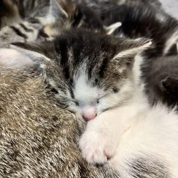 Domestic Short Hair Cats Available for Adoption in Hudson, New York - Uma | PetCurious