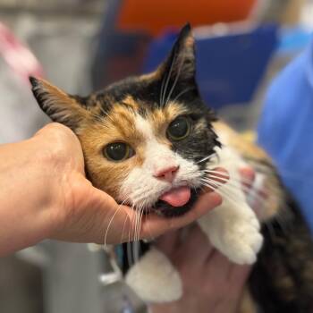 Styles -  Domestic Short Hair and Mixed Breed Cat for Adoption in Philadelphia, Pennsylvania - Styles | PetCurious