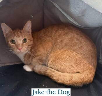 Jake the Dog -  Domestic Short Hair Cat for Adoption in Berkeley Springs, West Virginia - Jake The Dog | PetCurious