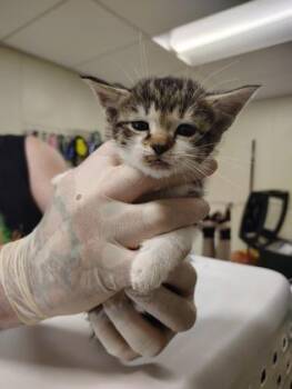 Don Mochino -  Domestic Short Hair Cat Available for Adoption - Don Mochino | PetCurious