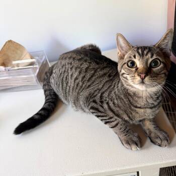 Helium & Krypton -  Domestic Short Hair Cat Available for Adoption - Helium & Krypton | PetCurious