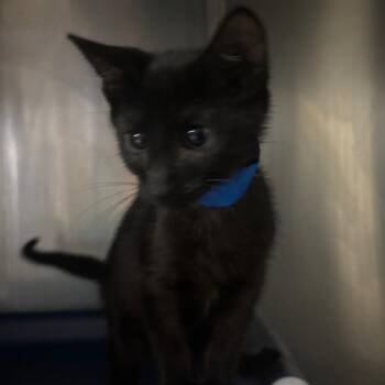 Baby B -  Domestic Short Hair Cat for Adoption in Lakeland, Florida - Baby B | PetCurious