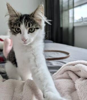 Mina -  Tabby and Domestic Medium Hair Cat for Adoption in Vaughan, Ontario - Mina | PetCurious