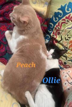 Ollie -  Domestic Short Hair Cat Available for Adoption in Town 