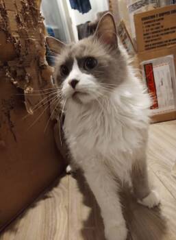 Rescue Domestic Long Hair Cats for Adoption in Wasilla, Alaska - Jasper | PetCurious