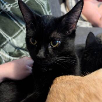 Domestic Short Hair Cats Available for Adoption in Johnstown, Pennsylvania - Honk | PetCurious