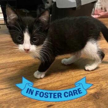 Domestic Short Hair Cats Available for Adoption in Tallahassee, Florida - JADE | PetCurious