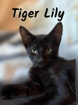 Tiger Lily -  Domestic Short Hair Cat for Adoption in Auburn, California - Tiger Lily | PetCurious