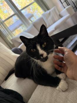 Toggle -  Domestic Short Hair Cat for Adoption in Cary, North Carolina - Toggle | PetCurious