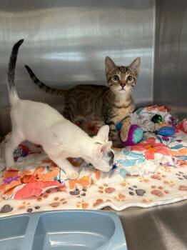 Lotus -  Domestic Short Hair Cat for Adoption in Clarksville, Tennessee - Lotus | PetCurious