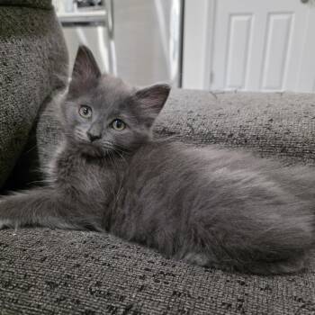 Memory -  Domestic Long Hair and Maine Coon Cat for Adoption in Mastic, New York - Memory | PetCurious