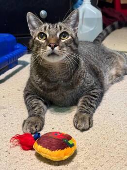 Rescue Domestic Short Hair Cats for Adoption in Mission Viejo, California - Leo | PetCurious