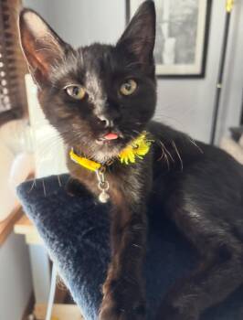 Ripley -  Domestic Medium Hair Cat for Adoption in Vancouver, Washington - Ripley | PetCurious
