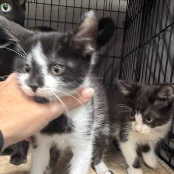 Emerald -  Domestic Short Hair Cat for Adoption in Normal, Illinois - Emerald | PetCurious