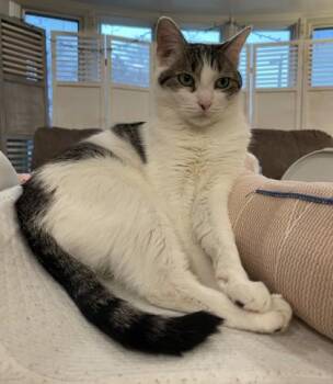 Felix (& Oscar) -  Domestic Short Hair Cat Available for Adoption in Fairfax, Virginia - Felix (& Oscar) | PetCurious