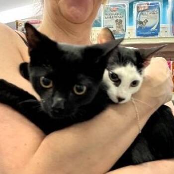 Chevy & Hitchhiker (js) -  Domestic Short Hair Cat for Adoption in Los Angeles, California - Chevy & Hitchhiker (js) | PetCurious