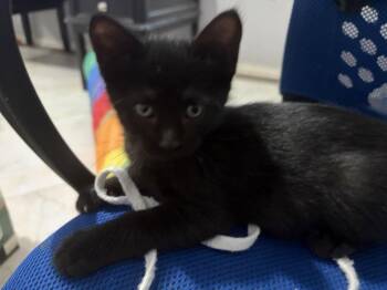Harry P -  Domestic Short Hair Cat for Adoption in The Woodlands, Texas - Harry P | PetCurious