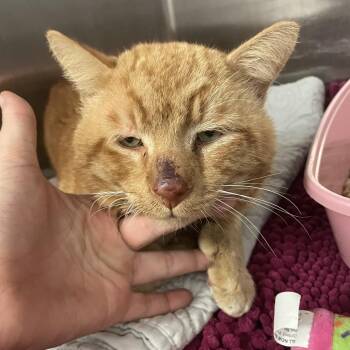 Domestic Short Hair Cats Available for Adoption - Diesel | PetCurious