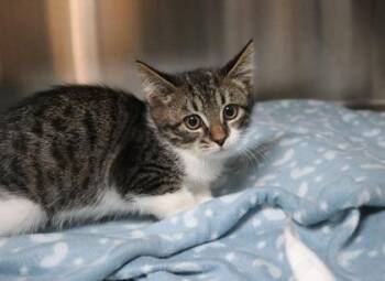 Domestic Short Hair Cats Available for Adoption in Brunswick, Georgia - Kinnie | PetCurious