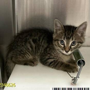 Spain -  Domestic Short Hair Cat for Adoption in West Palm Beach, Florida - Spain | PetCurious